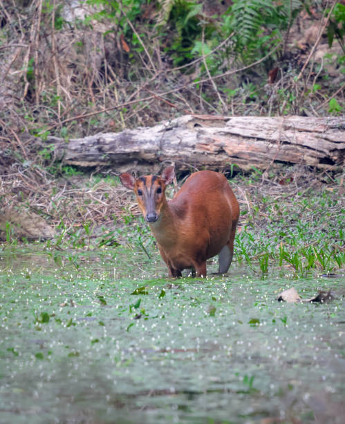istock photo of wild muntjac or barking deer. 2201859044