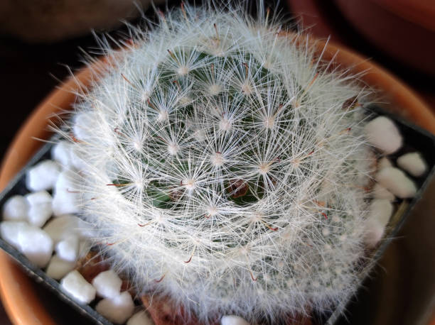 istock various types of succulents and mini cactuses in bloom 2201860095