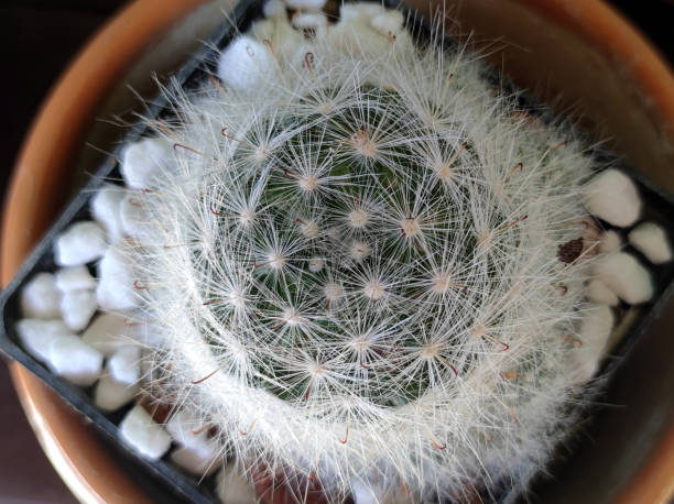 istock various types of succulents and mini cactuses in bloom 2201860099