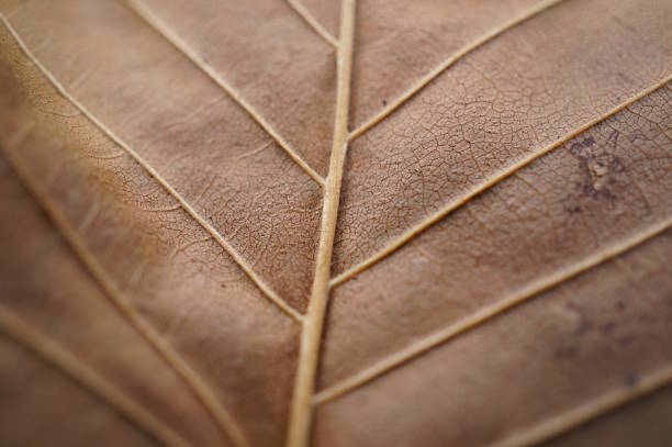 Autumn leaf close-up. Monochrome color.