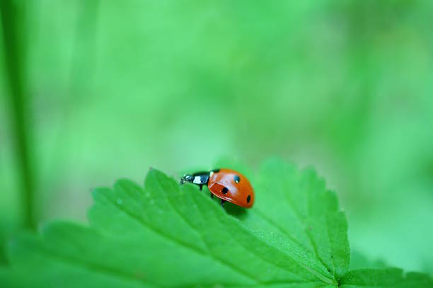 ladybug on a green leaf in the spring forest. macro
