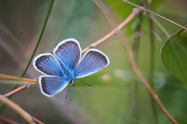 istock A beautiful butterfly with blue wings. Golubyanka icarus. 2201860229