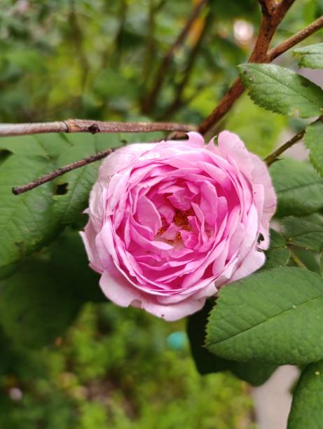 istock Elegant Pink Rose in Full Bloom Amidst Green Leaves 2201860265