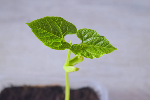 Young bright green bean sprout.