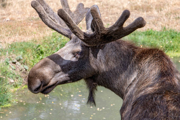 Male moose with antlers (Alces alces) standing in pond.