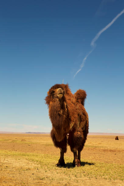 Mongolian young girl with camel, san dunes in the background.http://bem.2be.pl/IS/mongolia_380.jpg