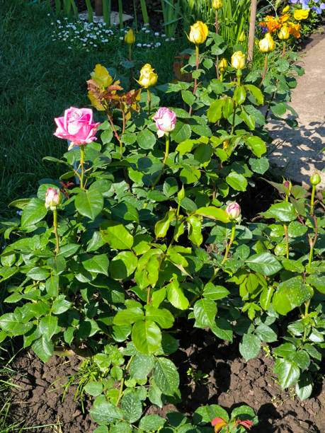 floral garden in the spring
