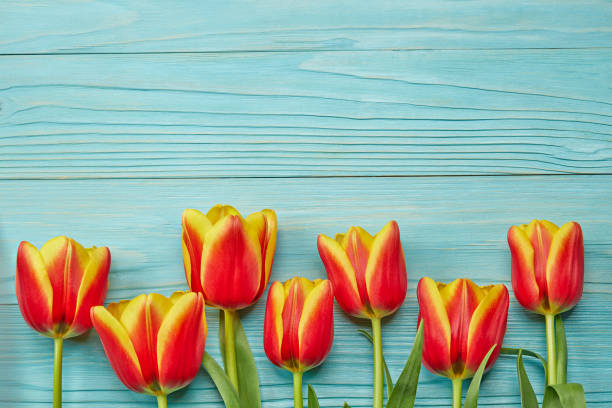 istock yellow and red tulips on blue wooden background 2201864740