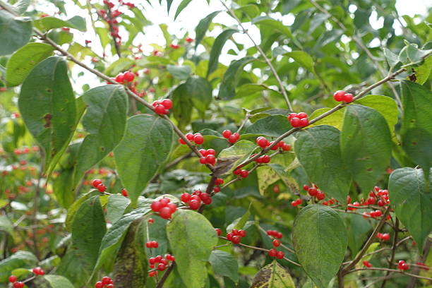 istock Red berries in the leafage of Lonicera maackii in October 2201866943