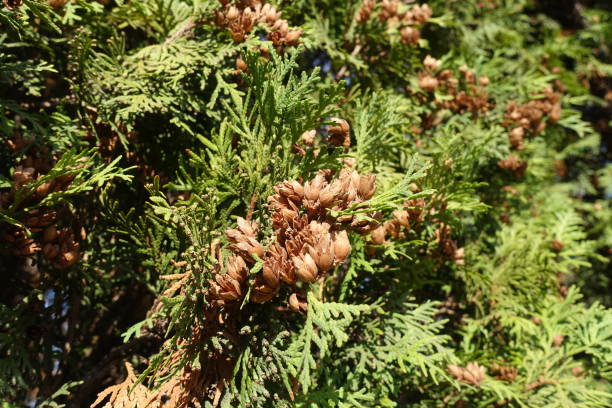istock Many brown cones in the leafage of Thuja occidentalis in October 2201867448