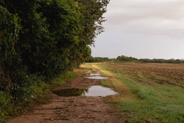 Portrait view of an agricultural farmers field in the Cotswold England. Deep muddy puddles have formed from the farmers tractors. Bright blue sky in the distance.