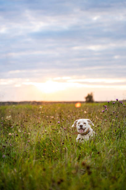A captivating photograph of a happy, relaxed female dog resembling a Labrador, enjoying a summer sunset on open fields and radiating natural beauty