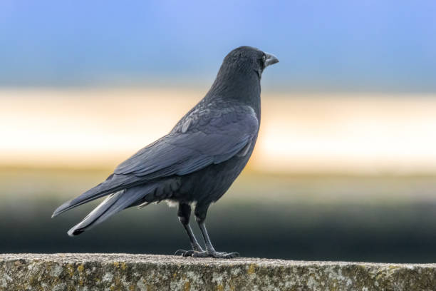 istock A crow standing on a wall in Bourges, France at a sunny evening in spring. 2201870407