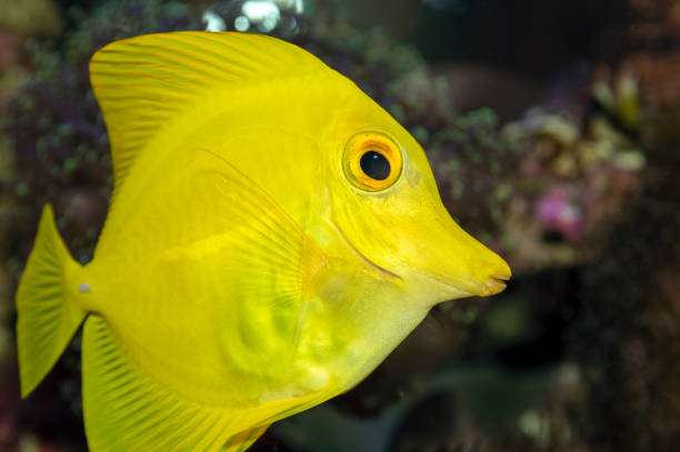 istock Yellow Tang - Zebrasoma flavescens 2201871416