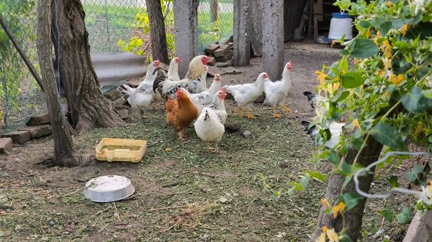 istock group of hens in the garden 2201877346