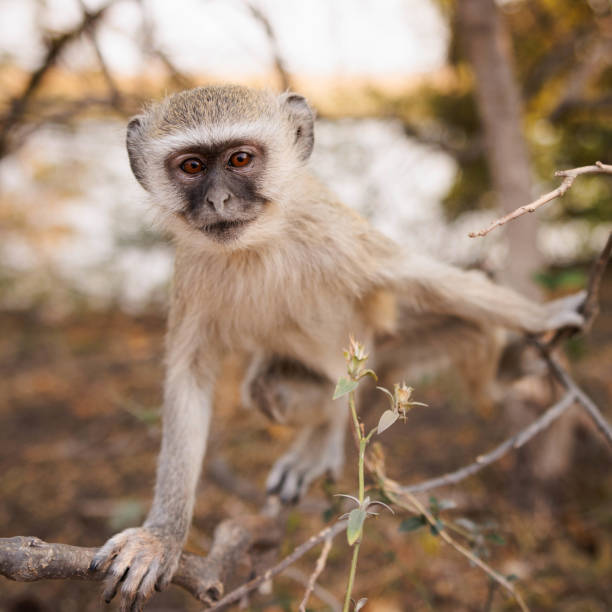 Close-up of a vervet monkey in a South African Game Reserve.