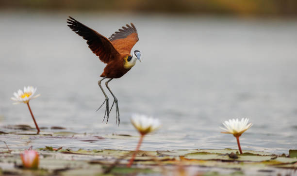 Captured in Chobe National Park Botswana
