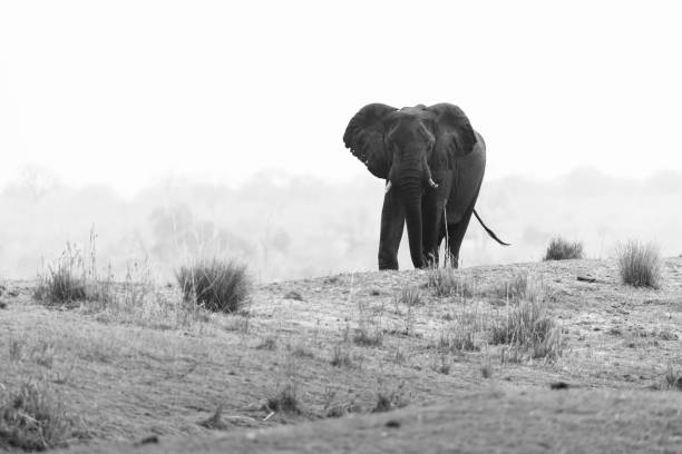 Captured in Chobe National Park Botswana