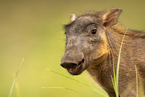 istock A young warthog curiously gazes at the camera, standing in a grassy savanna with a soft-focus background. 2201878574
