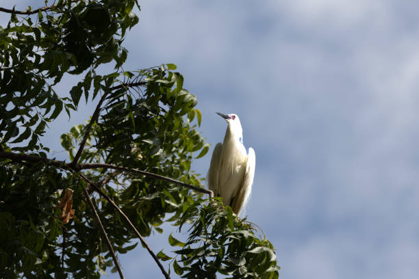 The great egret (Ardea alba), also known as the common egret, large egret, or (in the Old World) great white egret or great white heron, is a large, widely distributed egret.