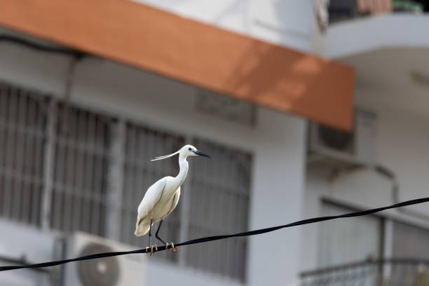 The great egret (Ardea alba), also known as the common egret, large egret, or (in the Old World) great white egret or great white heron, is a large, widely distributed egret.