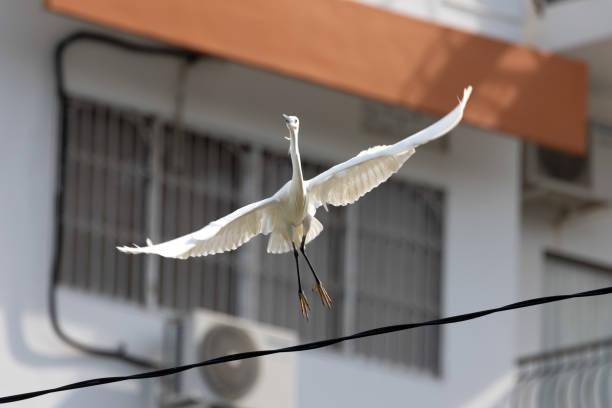 istock White Heron Great Egret perching in Penang Malaysia 2201881532
