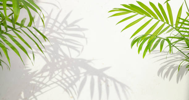istock Green palm tree leaves branches with soft sunlight shadows on abstract textured concrete wall background 2201881737