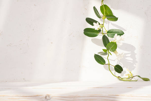 istock Close-up of empty wood table with sunlight on abstract plaster wall background and tropical liana plant 2201881780