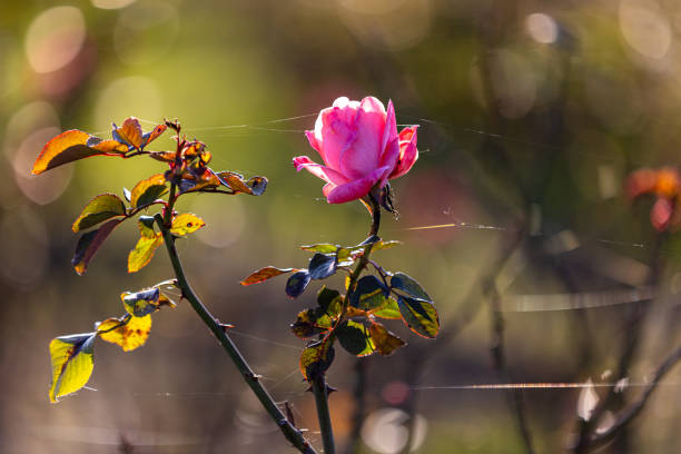 A delicate pink rose in soft sunlight surrounded by leaves and thin cobwebs. The background features a dreamy bokeh effect with warm, blurred colors, creating a peaceful, romantic atmosphere.