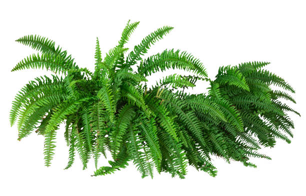 istock Tropical plant fern bush shrub tree isolated on white background with clipping path. 2201884655
