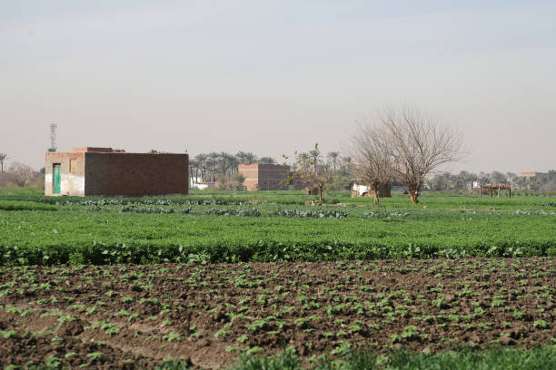 Trees and houses in a village
