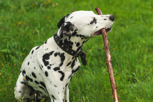 istock Dalmatian dog holding a stick in his mouth 2201888616
