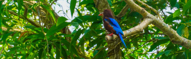 istock kingfisher bird perched on a green tree branch in a tropical forest 2201890596