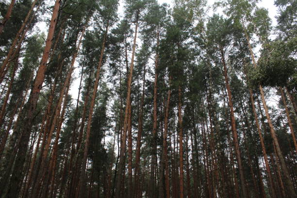 istock A broken tree in the forest in the summer season. Timber Harvesting 2201890843