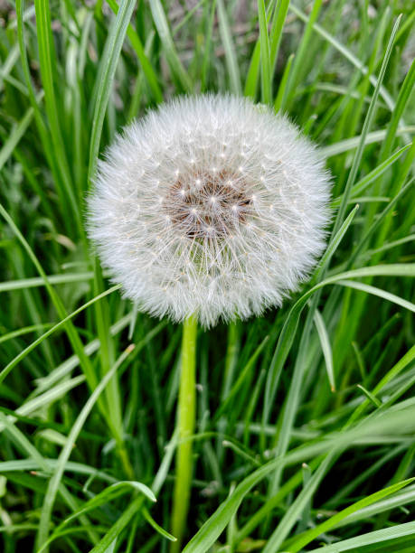 A close-up of a delicate dandelion seed head standing among vibrant green grass. The image symbolizes nature, growth, wishes, and the beauty of simplicity.