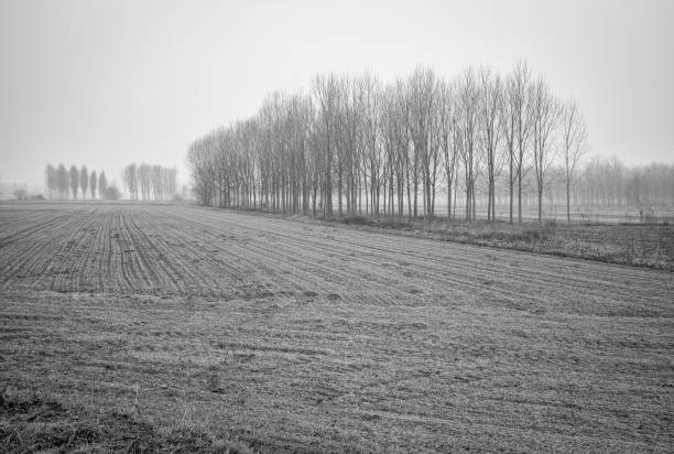 Foggy landscape with fields and four deer on the horizon line