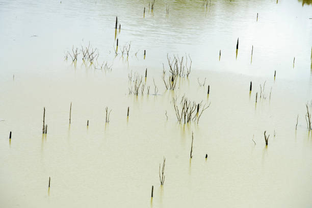 istock Dried Sticks Emerging from Calm Water Surface in Natural Habitat 2201895958