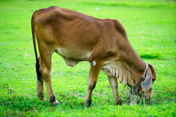 istock Brown Cow Grazing on Green Grass in a Sunny Pasture Landscape 2201895988