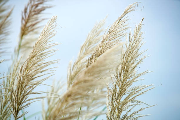 istock Elegant Golden Pampas Grass Against a Soft Blue Background 2201896007