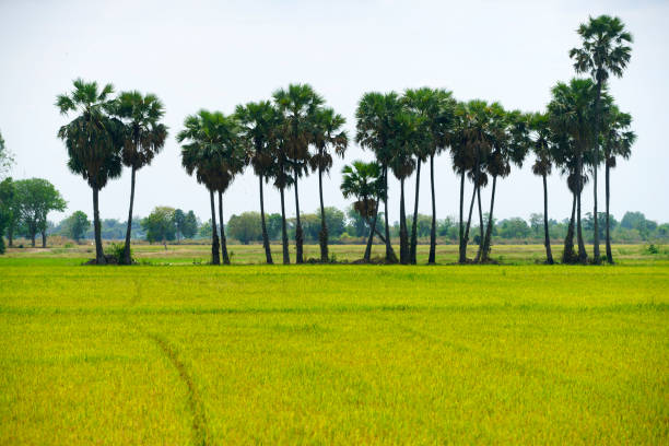 A picturesque view of a vibrant rice field featuring several tall palm trees against a clear sky, showcasing the beauty of rural farming and natural tranquility.
