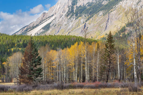 istock Autumn landscape in Canada with golden aspens. 2201898854