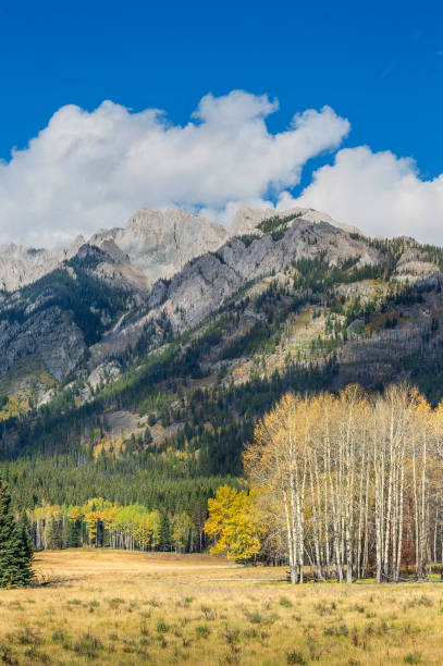 istock Autumn landscape in Canada with golden aspens. 2201898943