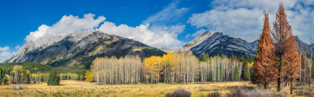 istock Autumn landscape in Canada with golden aspens. 2201898971