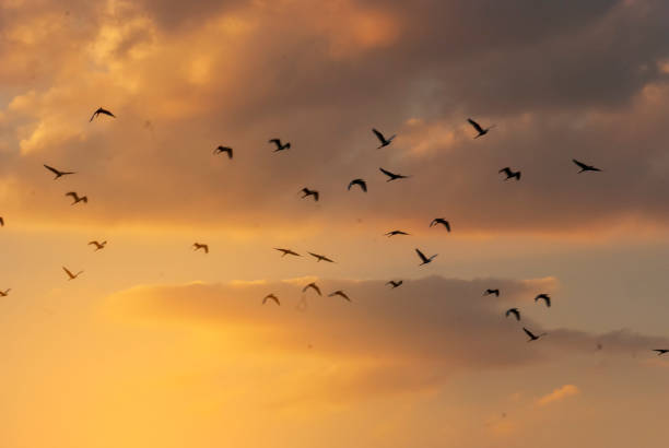 istock Golden sky sunrise dramatic beautiful landscape view. Dawn sky gold dusk time cloudscape with sunlight. Dramatic sunset scenic landscape. Beautiful landscape sunshine nature 2201899119