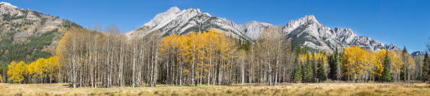istock Autumn landscape in Canada with golden aspens. 2201899299