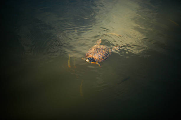 Sea Turtle Swimming Underwater stock photo
