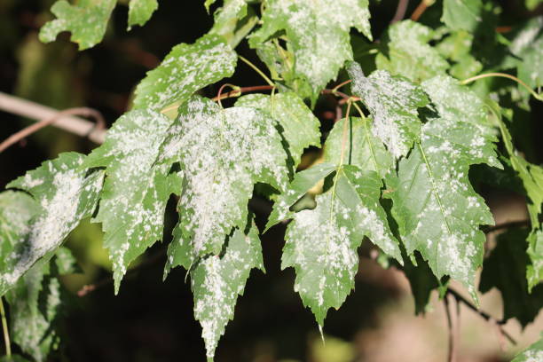 istock Powdery mildew on Tatarian maple (Acer tataricum) leaves 2201901279