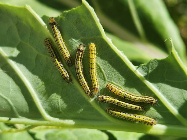 istock The cabbage butterfly caterpillar (Ascia monuste) is easily found on Brassica oleracea leaves, where it feeds on the softer parts, leaving large visible marks of damage and compromising the plant’s health. 2201902092