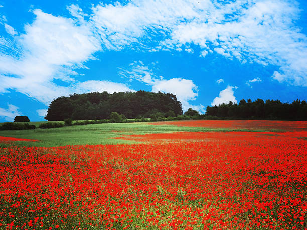 This is a field of red poppies in the Cotawolds countryside nr. Stow on the wold. Gloucestershire, England UK. It is June early summer on a bright sunny afternoon.