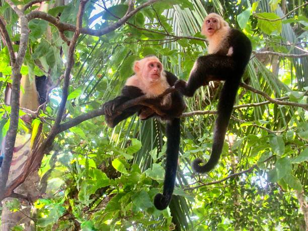 istock White-faced capuchins in the wild rainforest canopy 2201905815